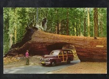 M53 Antique Postcard Chrome Advertising Tunnel Tree Sequoia Park CA 1950's car picture