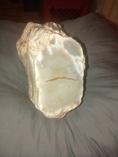 prehistoric fossil picture
