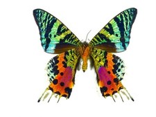 WINGS OPEN Madagascar Sunset Moth Urania ripheus picture