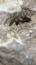 Natural Kimberlite with Visible Crystals and Small Black Looking Diamonds picture