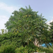 Seeds of Ailanthus excelsa — 50 pcs picture
