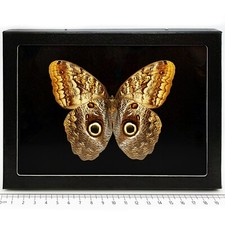 Caligo memnon VERSO BLACK BACKGROUND owl butterfly Peru picture