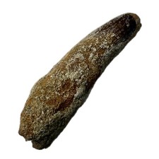 Real Spinosaurus Tooth (6.0cm) Cretaceous, Guaranteed Authentic, Root And Enamel picture