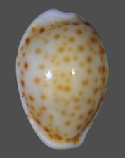 CYPRAEA OSTERGAARDI RARE picture