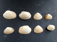 #O Nice mix of 10 all different, attractive, approx. 27-35mm Clam shells picture