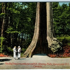 c1910s Stanley Park Vancouver BC Big Tree Postcard Giant Hollow Cedar Canada picture