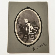Antique Photograph On Board Beautiful American Pit Bull Terrier Dog MA Pitbull picture