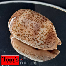 Cypraea argus f. arestorides #1  69.0mm EXQUISITE BEAUTY from Madagascar picture
