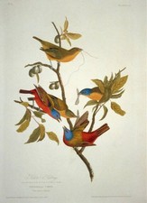Photo:Painted Bunting Audubon Bird Print 1830s Color Engraving picture