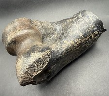 PHALANX BONE FOSSIL ICE AGE MAMMAL FLORIDA PEACE RIVER picture