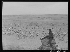 Photo:McCone County Montana 1900s Sheep Herd Herder in Pasture picture