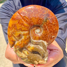 442G Rare natural polished Natural conch fossil specimens of Madagascar picture