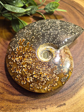Large Whole Polished Ammonite With Intricate Pattern picture