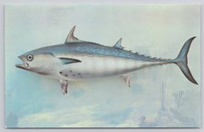 Bonito Saltwater Fish Taxidermy Found in Gulf Stream and Florida Reefs Postcard picture