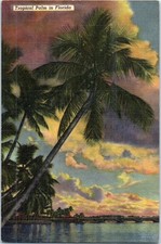 Vintage Postcard 1950 Tropical Palm in Florida under Storm Skies picture