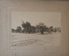 c1911 Mercedes Texas Palm Grove Street Scene Original Mounted Photograph picture