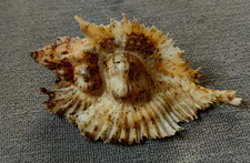 Pterynotus miyokoae 67.5mm F++ BUT BIG SIZE and DEEP murex specimen WOW picture