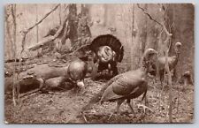  Wild Turkeys Museum of Natural History Chicago Postcard  picture