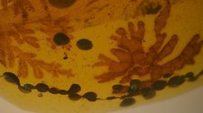 Special price beautiful Burmite amber with plant inclusion picture
