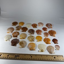 Natural deep water  Scallop Shell Lot of 27 picture