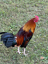 Chicken Rooster Photo - Rooster Chicken Photo picture