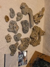 12 Holey Rocks Hag Stones Natural Beach  Mystical Hole Fairy  picture