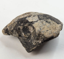 Maiasaura Dinosaur Calcaneus (Ankle Bone) Fossil- Two Medicine - Teton Co., MT  picture