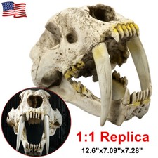 Life-Size Saber-Toothed Tiger Smilodon Skull Replica Model picture