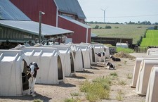 Photo:Cashton Wisconsin Balsdon Dairy Farm 2016 Calf Hutches Young Calves picture