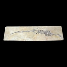 Mesosaurus Lizard Fossil--Exquisite Early Permian Specimen picture