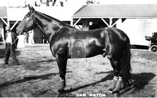 Dan Patch Harness Horse Racing Champion - Reprint picture