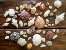 Beautiful Mixed Lot Tropical Shells 60+ Pieces Beautiful Collection picture