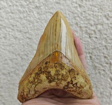 V. beautiful 4.84 inch(12.3 cm) long natural upper jaw Megalodon tooth Indonesia picture