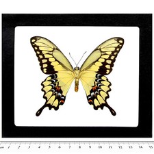 Papilio cresphontes VERSO giant swallowtail yellow black butterfly FRAMED AZ picture