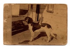 Antique c. 1891 English Springer Spaniel ENSENADA California CA Dog Cabinet Card picture