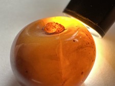 Antique Moroccan Amber Round Polished Glossy Drilled Bead picture