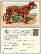 Tiger Wild Animal Educational Raphael Tuck & Sons Postcard picture