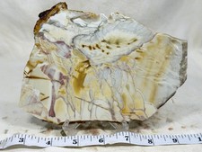 Large Willow Creek Jasper Slab, Lot#69 picture