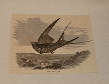 1877 magazine engraving ~ THE SWALLOW picture