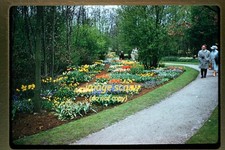 Early 1960s Kodachrome Slide of Floriade in the Netherlands tulips picture