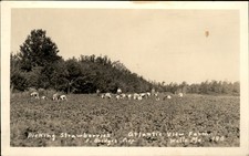 Wells ME Picking Strawberries F. Bridges c1920s Real Photo Vintage Postcard bhn picture