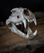 Lion Skull Replica – Large Adult African Lion Anatomy Display. picture