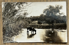 COW IN STREAM POSTCARD Greene Nashua IA 1913 VTG POSTED Standard Photograph RPPC picture