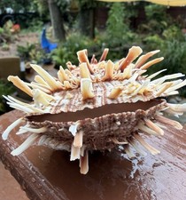 4” Atlantic Thorny Oyster Spondylus Americanus Spiny Seashell Double Valve picture