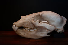 Grizzly Bear Skull - Full Sized Large Replica Skull - FREE world wide shipping. picture