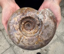 Pseudoschistoceras gigas – Large Permian Timor Ammonoid picture