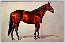 c1960s Nashua Horse Breed Brown Black Mane Vintage Postcard picture