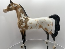 Peter Stone DAH 2014 Equilocity Model Horse Appaloosa Arabian Buckskin picture