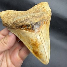 5.02” Chilean Megalodon Tooth - Ultra Rare Locality picture