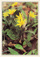 Trout Lily Yellow Flower Vintage Continental Postcard Unposted picture